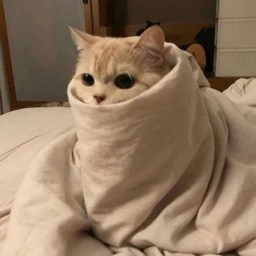 Purrito kat gewikkeld in een deken