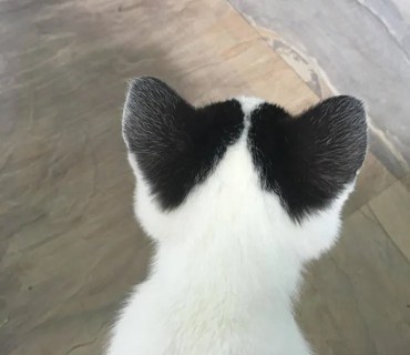 Kat met harten oren