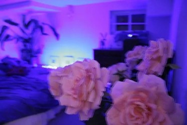 Roze rozen met paarse achtergrond